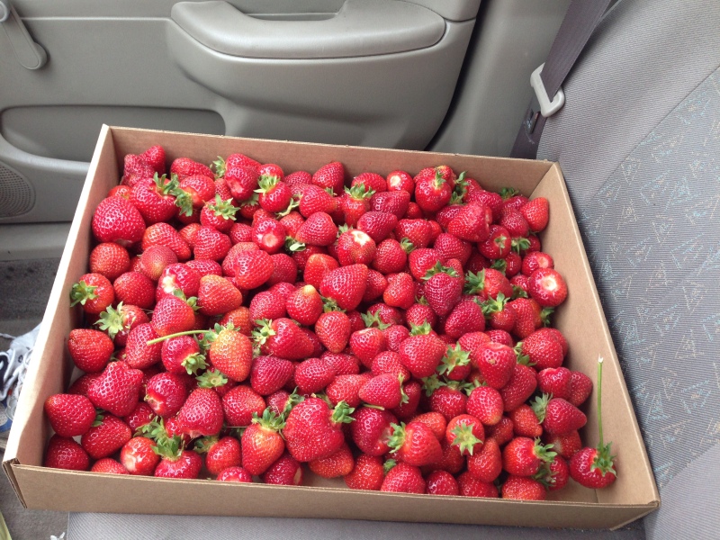 13 pounds of strawberries riding home with me